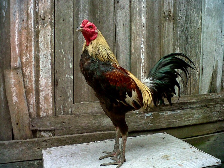 Ayam Burma