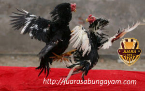 Beberapa Cara Merawat Ayam Bangkok Aduan Sampai Siap Tarung
