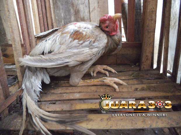 Penyebab dan Pencegahan Penyakit Tetelo pada Ayam Aduan