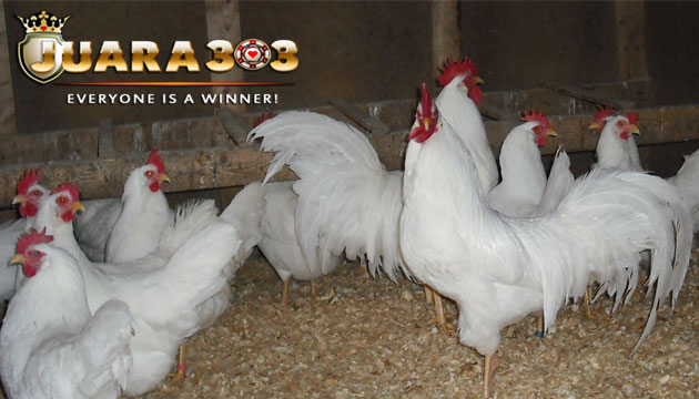ayam Leghorn merupakan jenis ayam hias yang sangat cantik - sabung ayam online