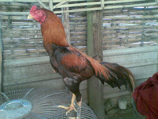 Ayam Bangkok Kualitas Super