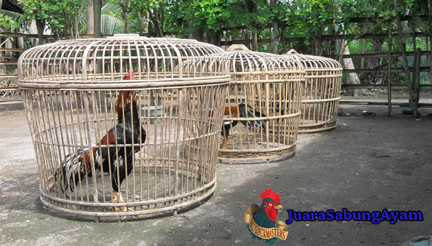 Beberapa Manfaat Menjemur Ayam Bangkok