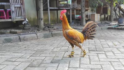 Ayam Peru Ayam Aduan