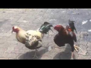 Teknik Kuda Lari Ayam