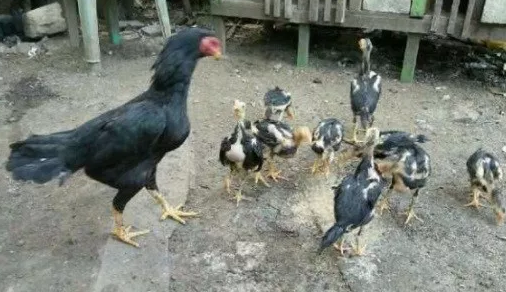 Ciri Anak Ayam Bangkok