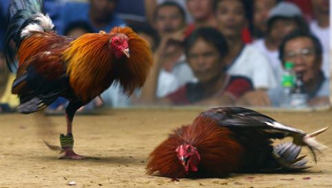 Ayam Asli Filipina