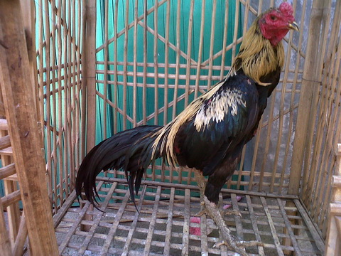 Ayam Bangkok Wido Katuranggan