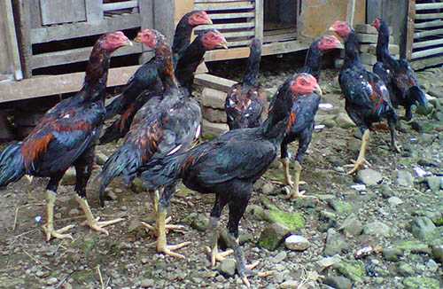 Perawatan Utama Ayam Bangkok