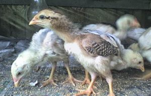Perawatan Anak Ayam Bangkok Usia