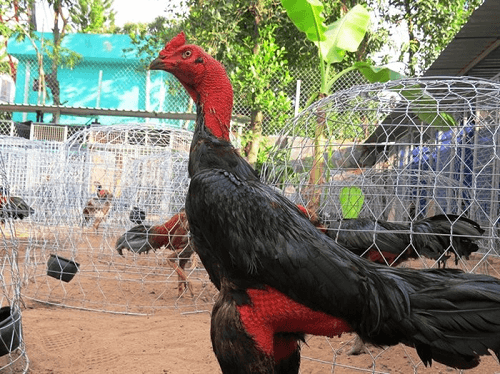 Teknik Laga Ayam Saigon