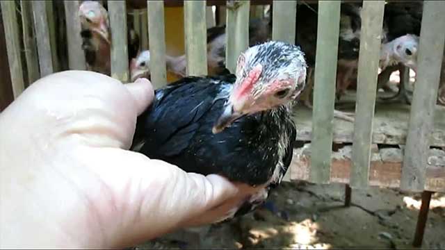 Cara Memilih Bibit Ayam Aduan