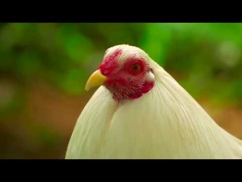 Legenda Sabung Ayam Philipina