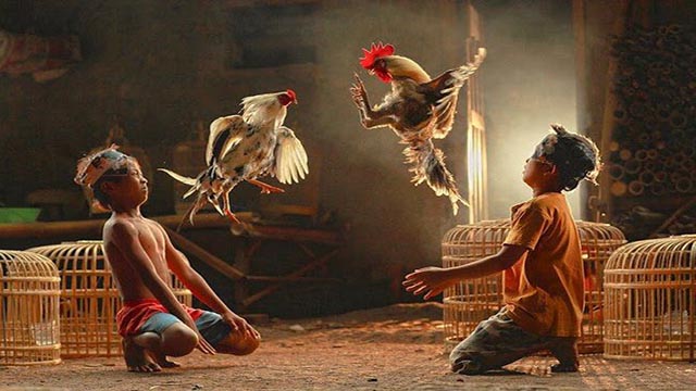 Merawat Ayam Bali
