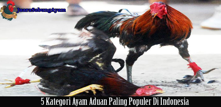 5 kategori ayam aduan yang paling populer di indonesia