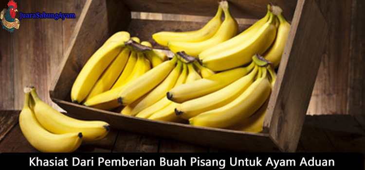 khasiat dari pemberian buah pisang untuk ayam aduan