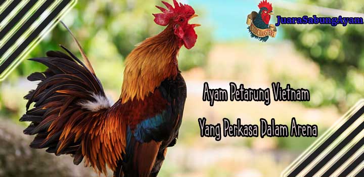 Ayam Petarung Vietnam Yang Perkasa Dalam Arena