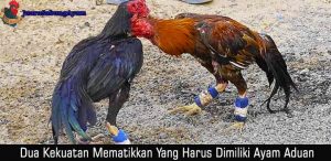 Dua Kekuatan Mematikkan Yang Harus Dimiliki Ayam Aduan