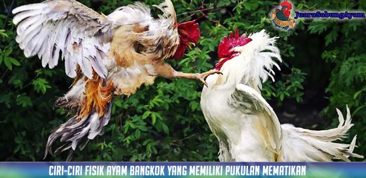 Ciri-ciri Fisik Ayam Bangkok Yang Memiliki Pukulan Mematikan
