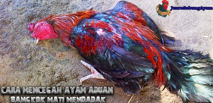Cara Mencegah Ayam Aduan Bangkok Mati Mendadak