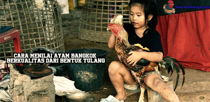 Cara Menilai Ayam Bangkok Berkualitas Dari Bentuk Tulang