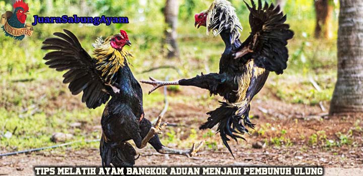 Tips Melatih Ayam Bangkok Aduan Menjadi Pembunuh Ulung