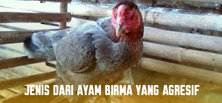 Jenis Dari Ayam Birma Yang Agresif