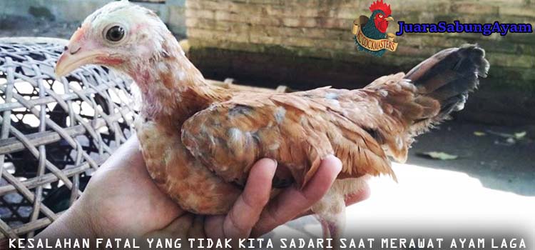 Kesalahan Fatal Yang Tidak Kita Sadari Saat Merawat Ayam Laga
