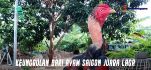 Keunggulan Dari Ayam Saigon Juara Laga