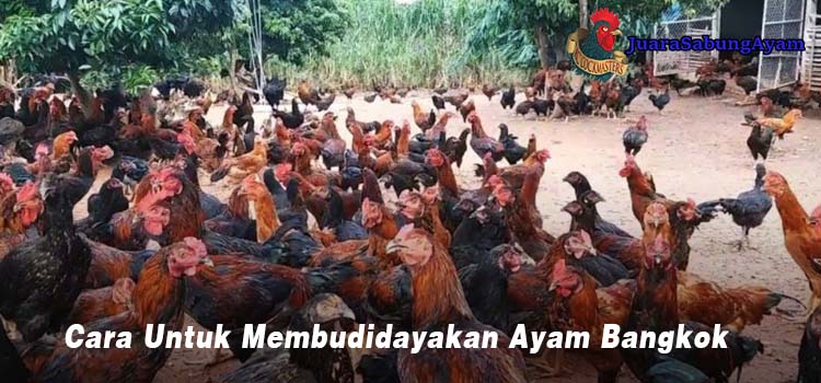 Cara Untuk Membudidayakan Ayam Bangkok