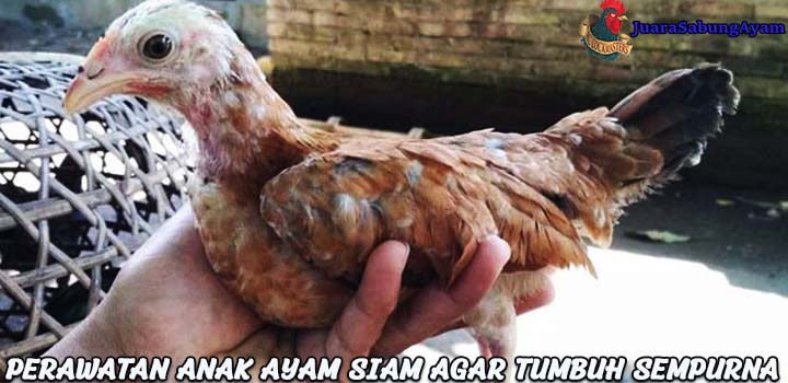 Perawatan Anak Ayam Siam Agar Tumbuh Sempurna