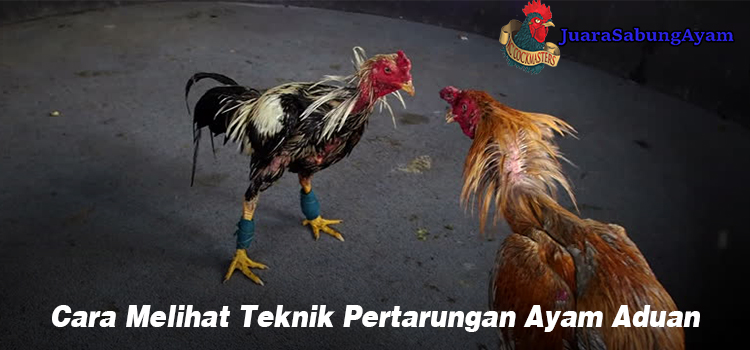Cara Melihat Teknik Pertarungan Ayam Aduan