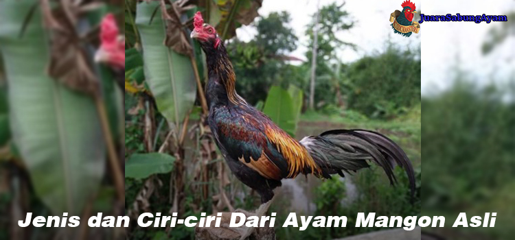 Jenis dan Ciri-ciri Dari Ayam Mangon Asli