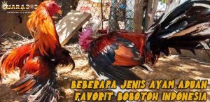 Beberapa Jenis Ayam Aduan Favorit Bobotoh Indonesia