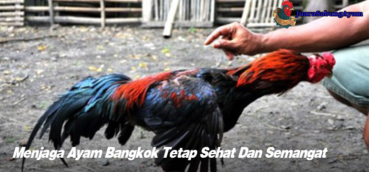 Menjaga Ayam Bangkok Tetap Sehat Dan Semangat