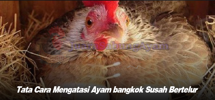 Tata Cara Mengatasi Ayam bangkok Susah Bertelur