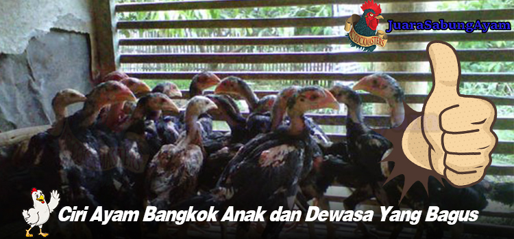 Ciri Ayam Bangkok Anak dan Dewasa Yang Bagus