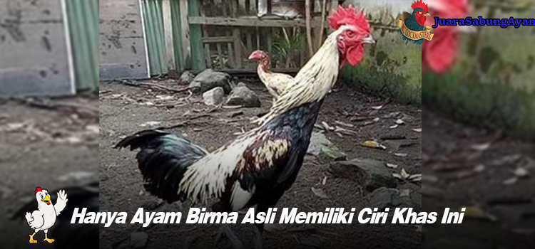 Hanya Ayam Birma Asli Memiliki Ciri Khas Ini
