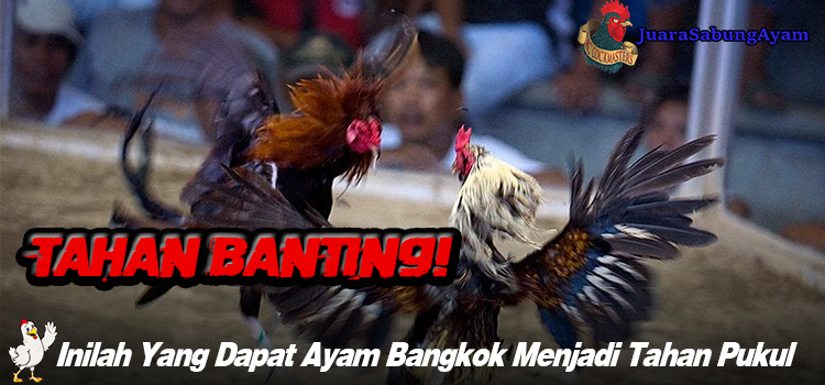 Inilah Yang Dapat Ayam Bangkok Menjadi Tahan Pukul